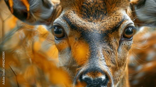 Close-up of a bushbuck's head in natural habitat, detailed animal portrait photo