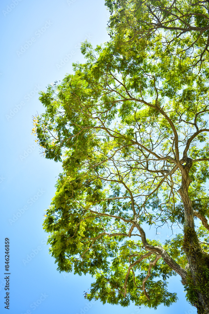 Fototapeta premium green tree against blue sky