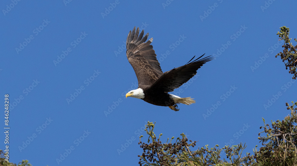 Bald Eagle taking flight