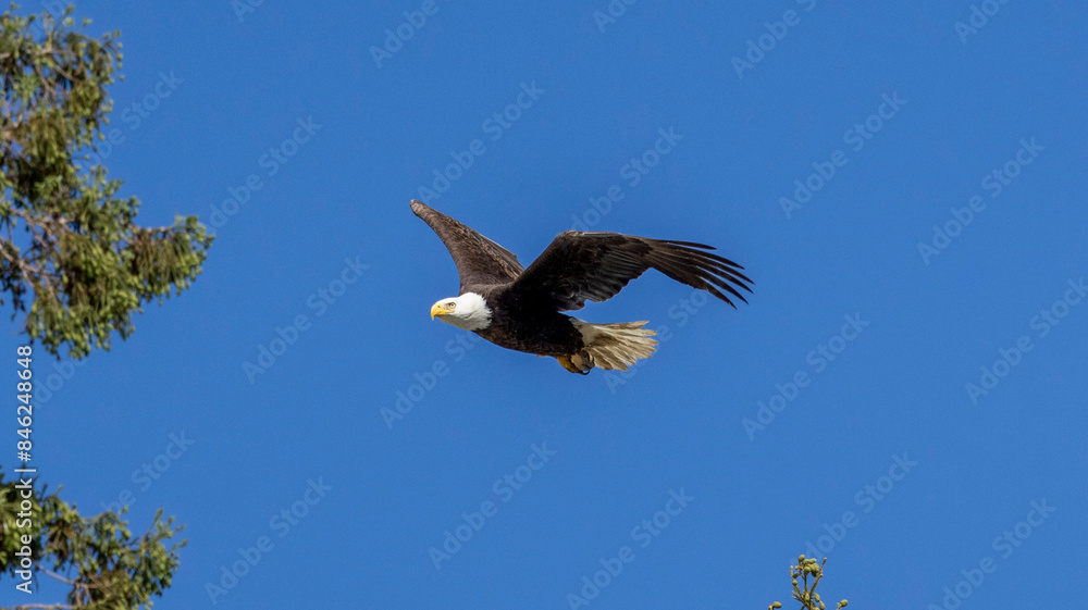 Obraz premium Bald Eagle taking flight