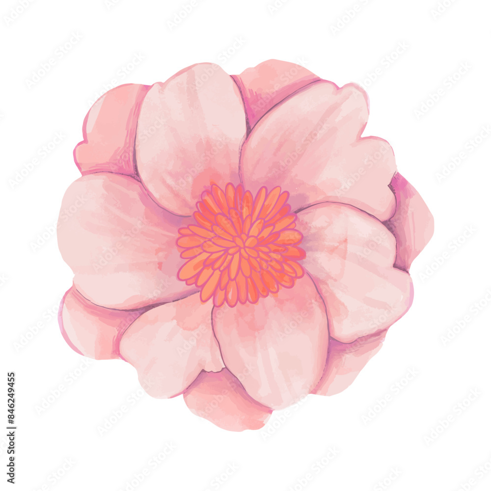 flowers painted with watercolors on white flowers painted with watercolors on white