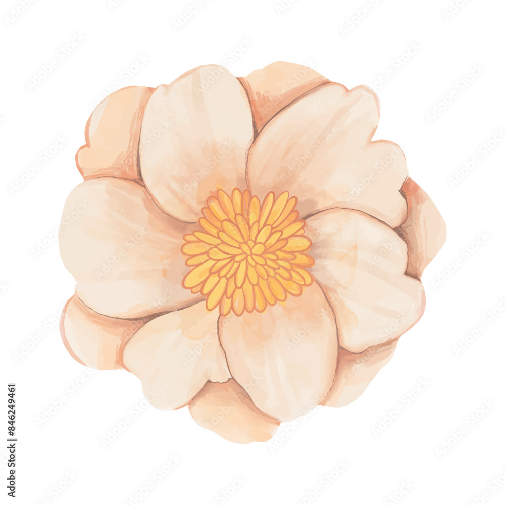 flowers painted with watercolors on white flowers painted with watercolors on white