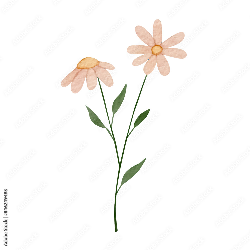 flowers painted with watercolors on white flowers painted with watercolors on white