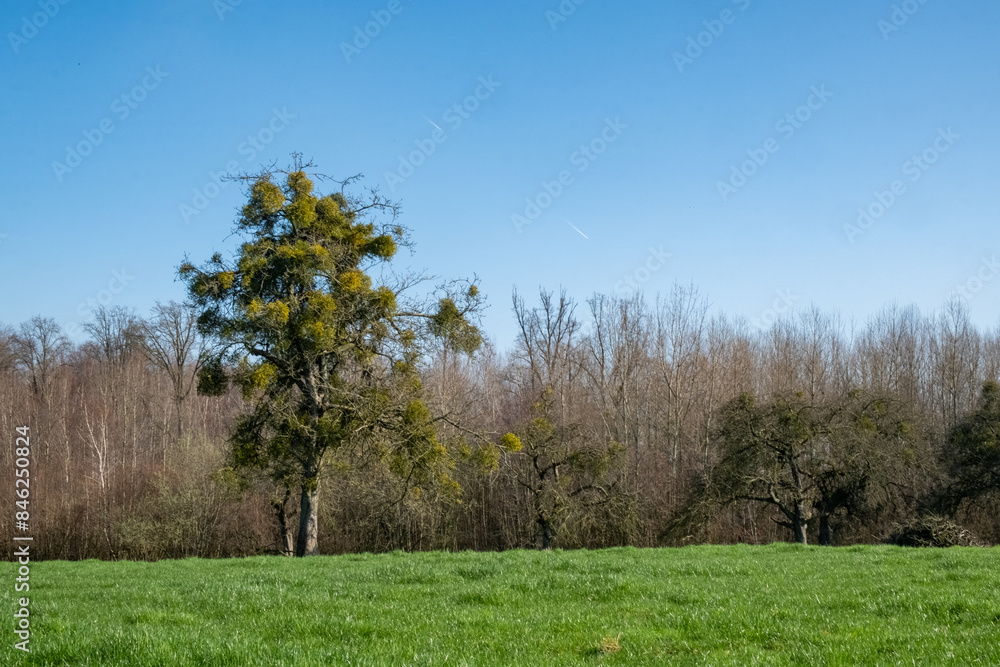 Obraz premium Idyllic rural scene featuring a green grass field, trees, and a clear blue sky. Perfect for nature lovers.