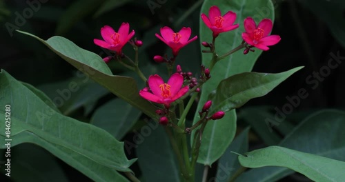 Pink flowers blowing in garden. Jatropha integerrima. peregrina. Spicy jatropha. photo