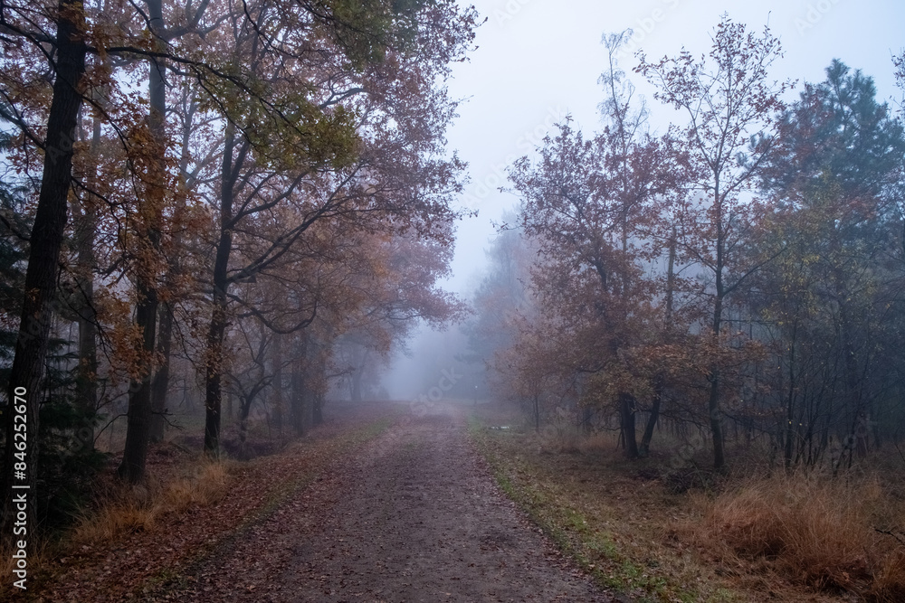 A captivating image of an autumnal forest path shrouded in mist, with the silhouettes of trees barely visible through the fog. The subdued colors of the fall foliage are softened further by the mist A captivating image of an autumnal forest path shrouded in mist, with the silhouettes of trees barely visible through the fog. The subdued colors of the fall foliage are softened further by the mist