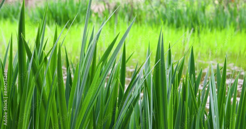 reed at the foot of the lake. reed at the foot of the lake.