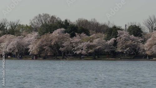 PAN SLOW MOTION SHOT - West Potomac Park seen from across the Tidal Basin with cherry trees in bloom, Washington, D.C., USA.