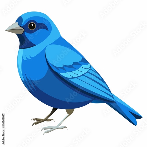 blue bird isolated