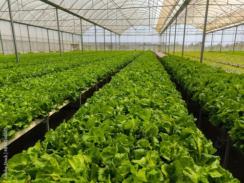 Salad vegetable farm in a closed greenhouse