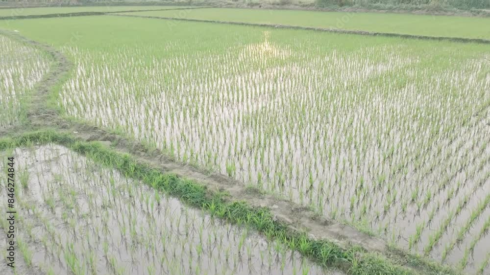 The young rice plants stand in neat rows, emerging from the flooded fields, with houses and lush greenery in the background. Mountains loom in the distance, adding to the picturesque rural landscape. The young rice plants stand in neat rows, emerging from the flooded fields, with houses and lush greenery in the background. Mountains loom in the distance, adding to the picturesque rural landscape.