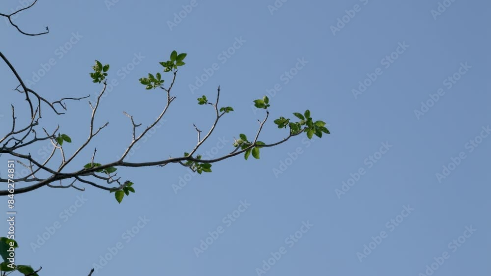Tree limb and its leaves and twigs being blown by a soft breeze against the blue sky background. Tree limb and its leaves and twigs being blown by a soft breeze against the blue sky background.