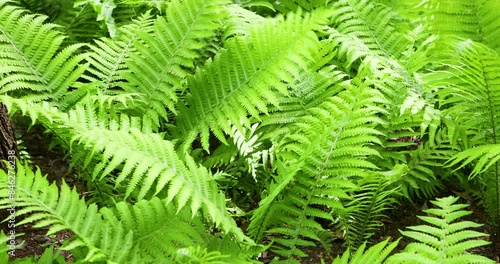 Green fern leaves, close-up in the garden. Plants that grow in the forest.