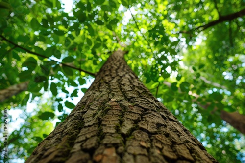 A tree trunk is shown from the side, with the leaves and branches visible
