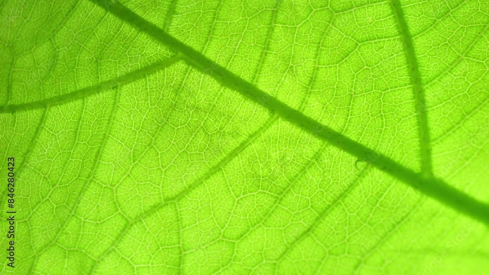 A captivating close-up unveils the hidden world within a leaf. Vibrant green hues pop as delicate veins weave an intricate tapestry, showcasing nature's breathtaking complexity. Green leaf background. A captivating close-up unveils the hidden world within a leaf. Vibrant green hues pop as delicate veins weave an intricate tapestry, showcasing nature's breathtaking complexity. Green leaf background.