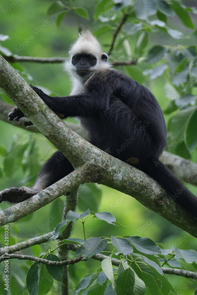 Obraz premium White headed leaf monkey