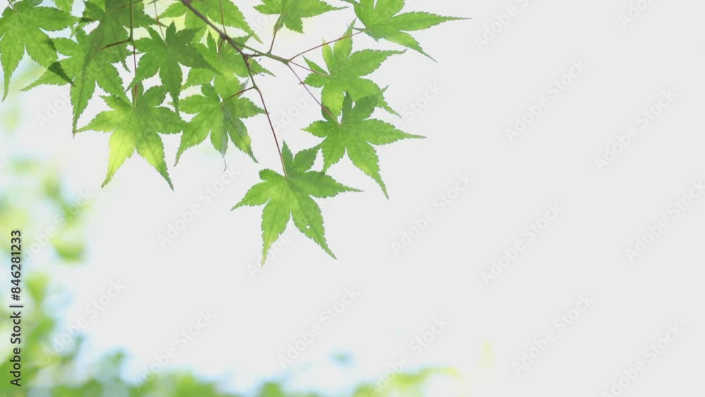 初夏の風に揺れる新緑のカエデのクローズアップ 白背景 初夏の風に揺れる新緑のカエデのクローズアップ 白背景