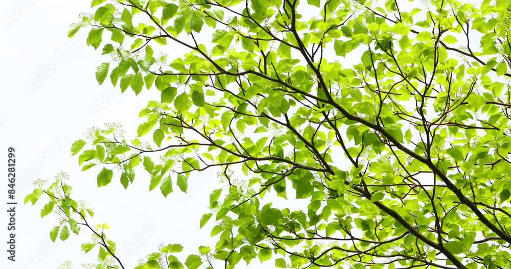 The leaves sway in the wind. The leaves sway in the wind.