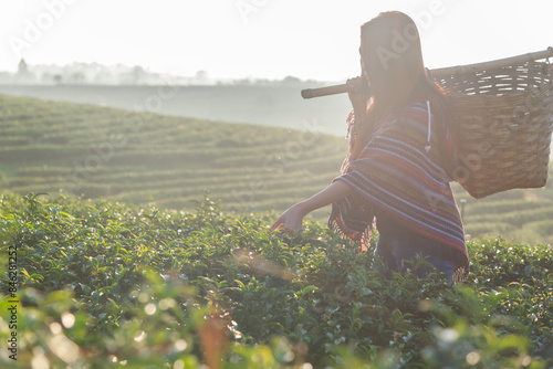 Photography Asia worker farmer women picking tea leaves in the sunrise morning at tea plantation nature