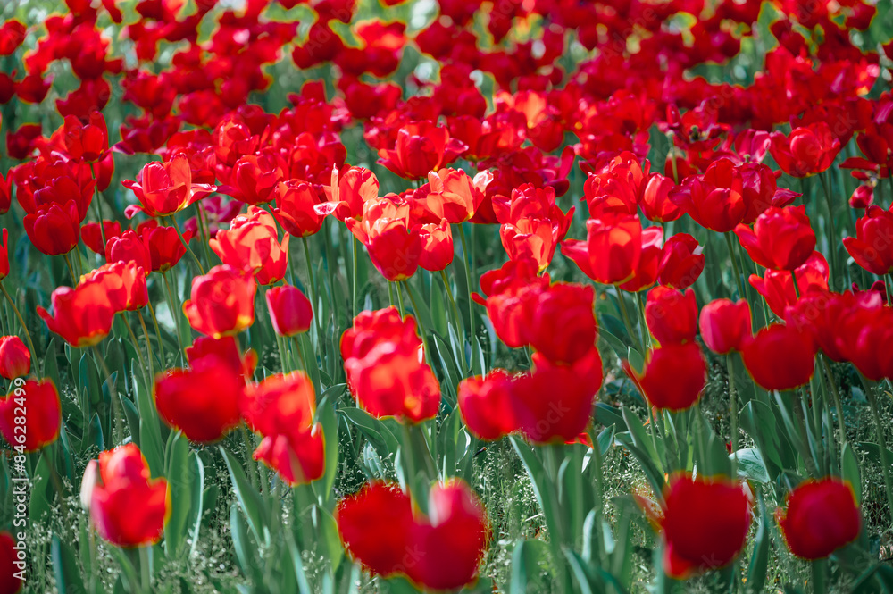 Fototapeta premium Field of colorful tulips red tulips field many red flowers spring flowers field tulip red tulips yellow tulips pink flowers field