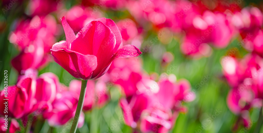Field of colorful tulips red tulips field many red flowers spring flowers field tulip red tulips yellow tulips pink flowers field Field of colorful tulips red tulips field many red flowers spring flowers field tulip red tulips yellow tulips pink flowers field