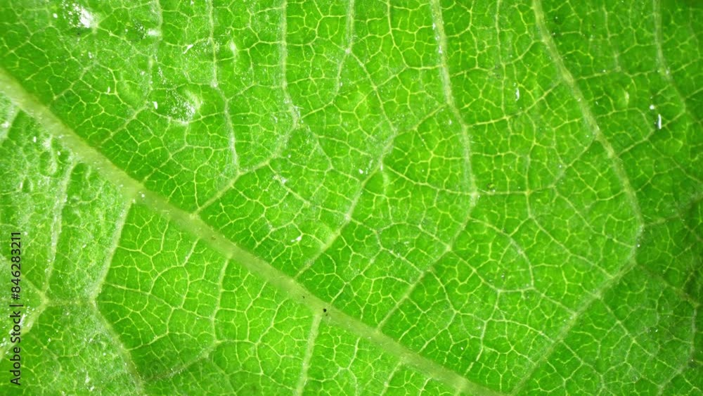 A mesmerizing close-up of a lush green leaf reveals its delicate veins in exquisite detail. Illuminated by gentle light, its vibrant hues and intricate patterns captivate the eye. Nature background.
A mesmerizing close-up of a lush green leaf reveals its delicate veins in exquisite detail. Illuminated by gentle light, its vibrant hues and intricate patterns captivate the eye. Nature background.
