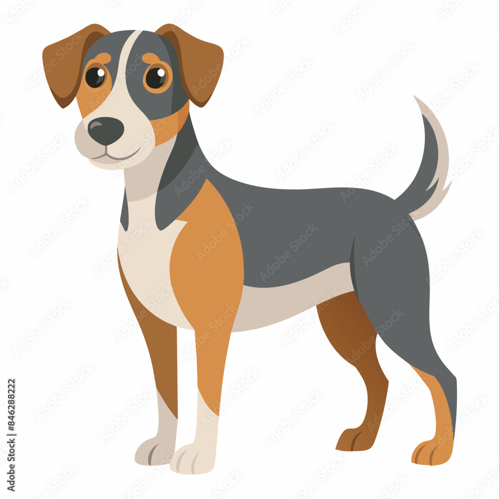 Fototapeta premium dachshund dog isolated on white