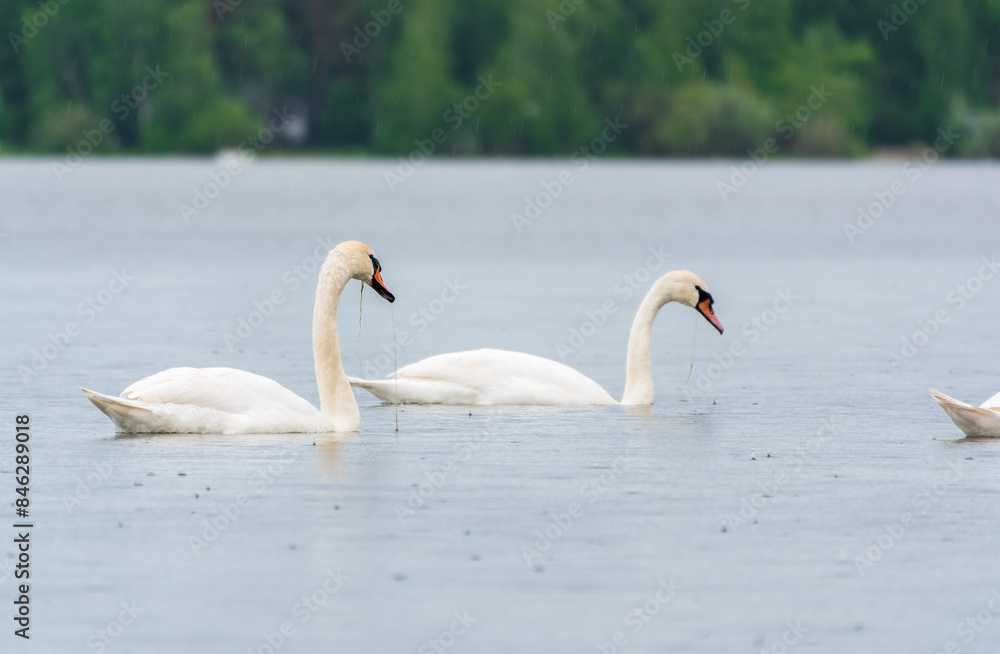 Two Graceful white Swans swimming in the lake, swans in the wild Two Graceful white Swans swimming in the lake, swans in the wild
