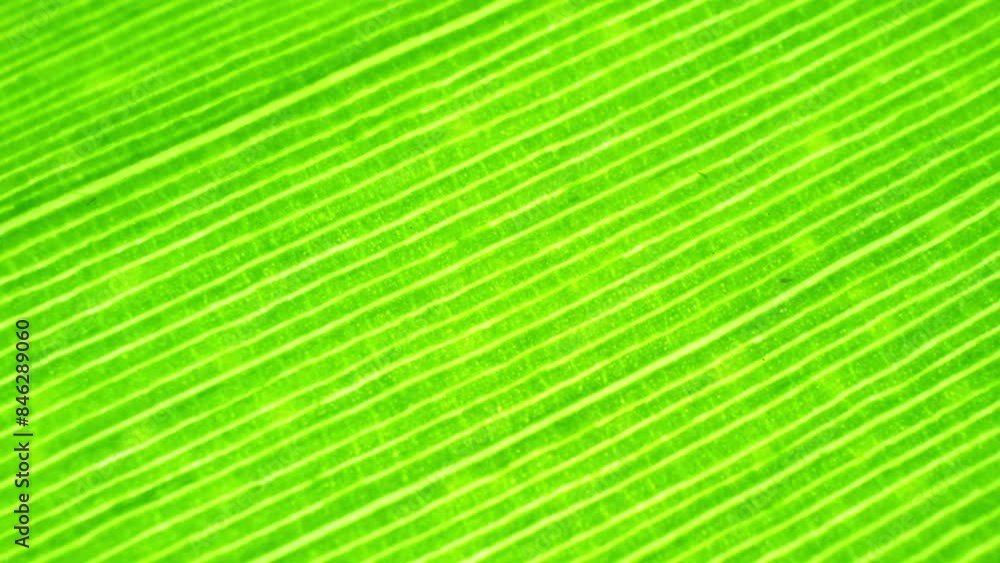 In a captivating close-up, the vibrant green of the banana leaf pops against the backdrop, revealing its intricate network of veins and lush texture. A masterpiece of natural design. Green background. In a captivating close-up, the vibrant green of the banana leaf pops against the backdrop, revealing its intricate network of veins and lush texture. A masterpiece of natural design. Green background.