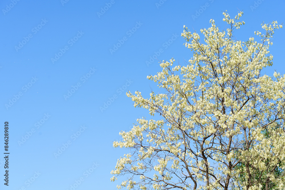 Sophora japonica in Northeast China in May Sophora japonica in Northeast China in May