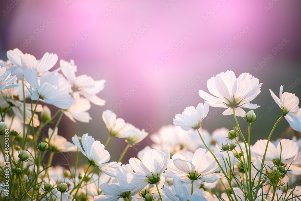 White Pastel flower floral soft nature blossom blurred background. White flowers romance botanical bloom spring season. Soft sunlight petals plant in beautiful garden. Romantic Backdrop template White Pastel flower floral soft nature blossom blurred background. White flowers romance botanical bloom spring season. Soft sunlight petals plant in beautiful garden. Romantic Backdrop template