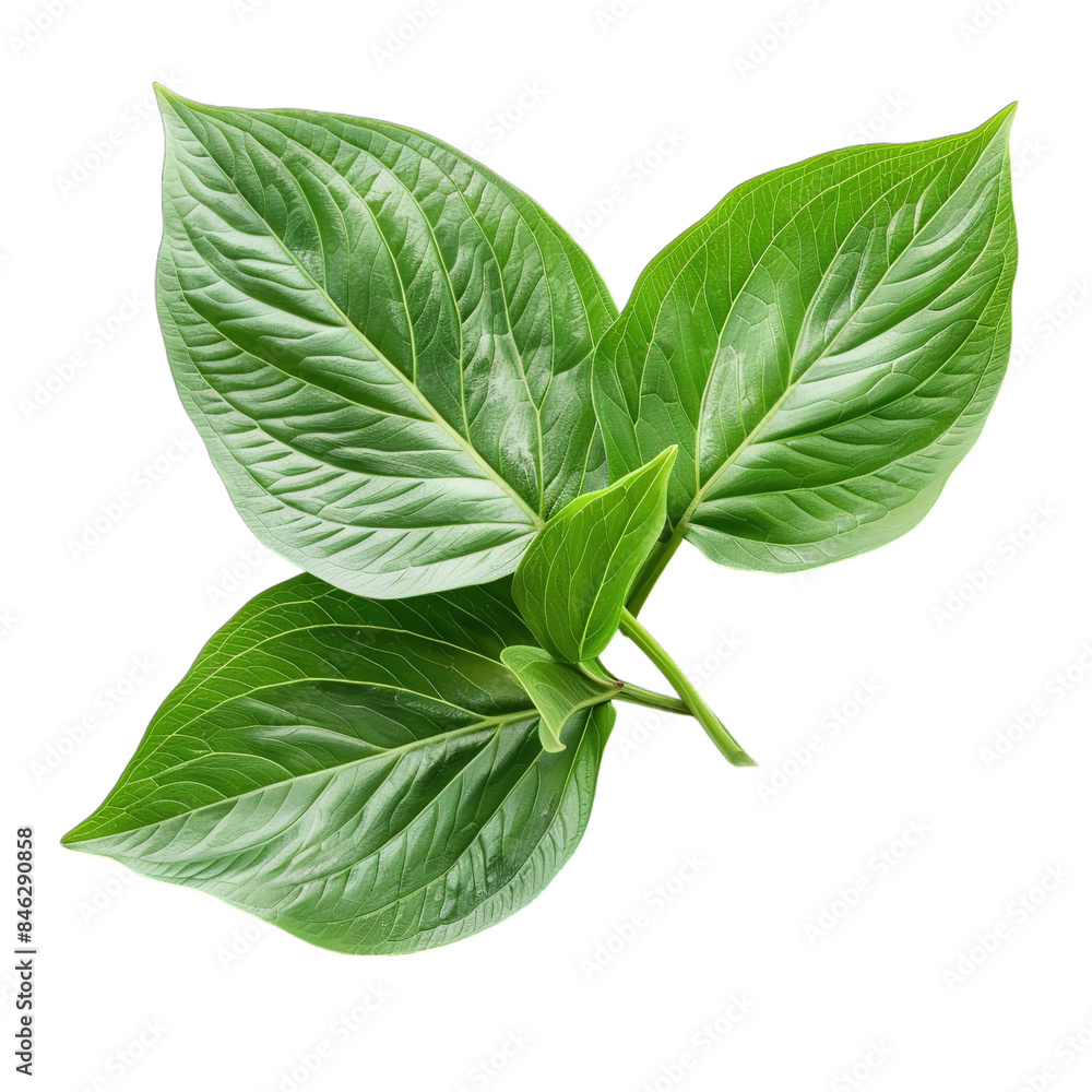 leaves isolated on white leaves isolated on white