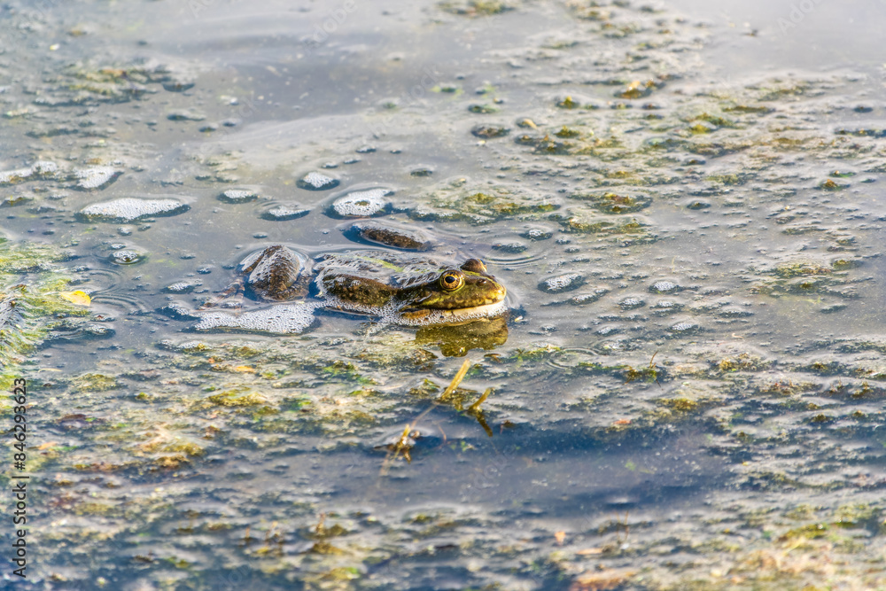 A large green frog sits in the marsh.