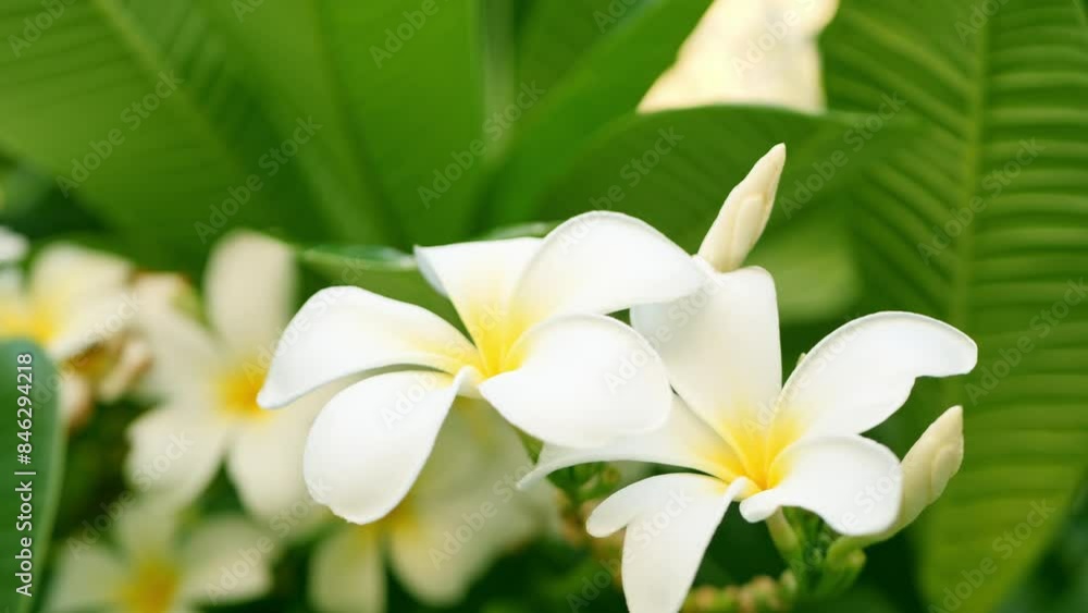 white flowers frangipani flowers white flowers frangipani flowers