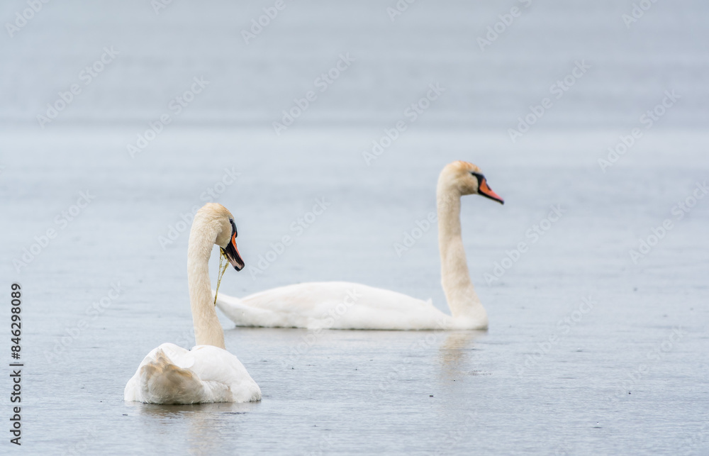 Two Graceful white Swans swimming in the lake, swans in the wild Two Graceful white Swans swimming in the lake, swans in the wild