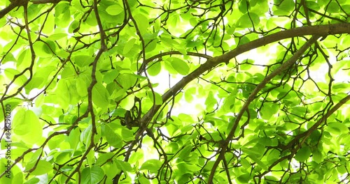 The leaves sway in the wind.