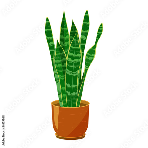 Dracaena plant on a ceramic plant pot. Popular houseplant also called as mother-in-law's tongue