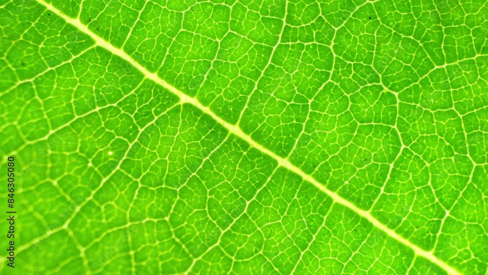 With vibrant hues, a green leaf showcases its intricate network of veins, the central vein dividing it into sections, smaller veins branching out in a delicate web. Nature background.
With vibrant hues, a green leaf showcases its intricate network of veins, the central vein dividing it into sections, smaller veins branching out in a delicate web. Nature background.