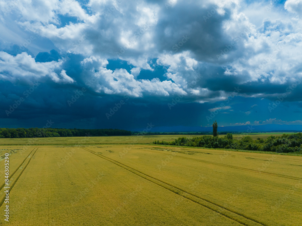 Obraz premium Aerial view of a wheat field with a dramatic sky with clouds, Croatia 