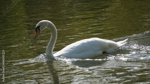 majestetic swan photo