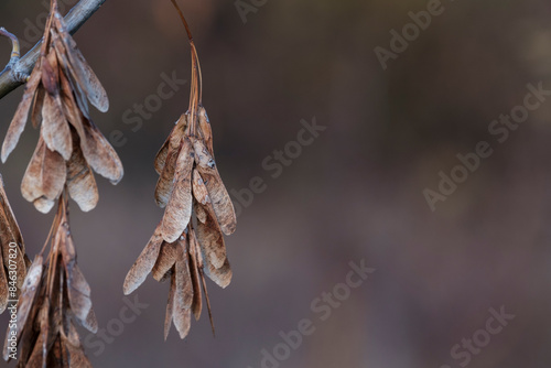 Dry plants and golden autumn leaves on a blurred background.