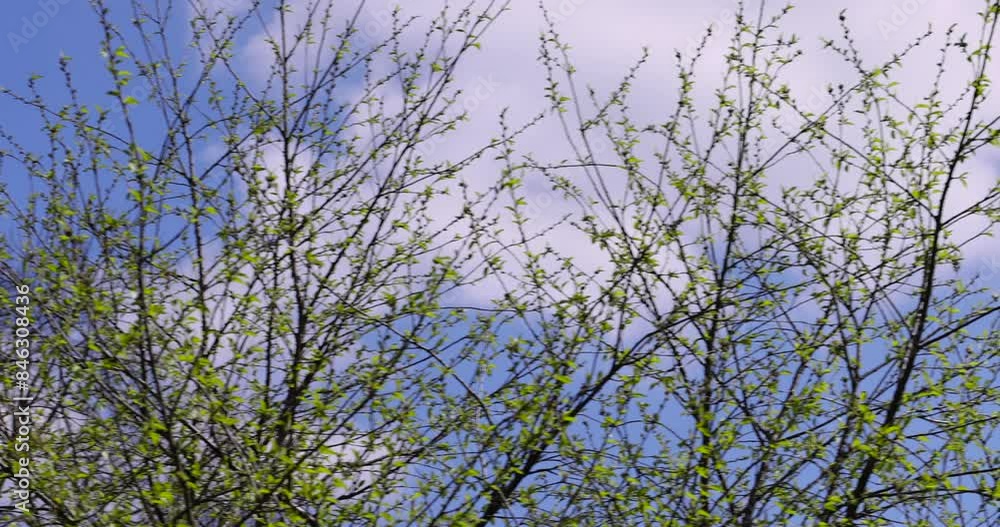 young foliage on deciduous trees in the forest in the spring season, different trees in the forest in the spring young foliage on deciduous trees in the forest in the spring season, different trees in the forest in the spring