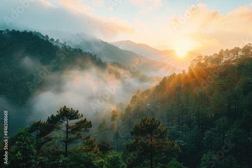 The sun is shining through the trees, casting a warm glow on the forest