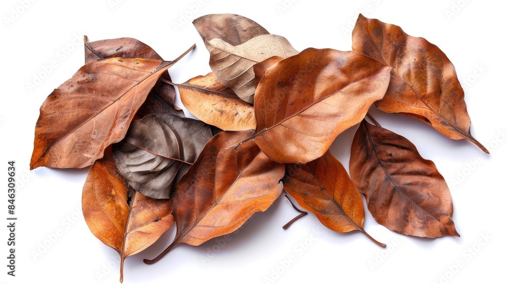 Dry brown leaves isolated on a white background Dry brown leaves isolated on a white background