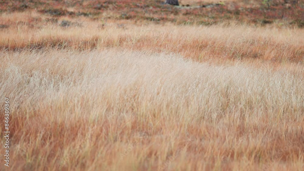 Dry grass sways in the wind. Parallax video. Dry grass sways in the wind. Parallax video.