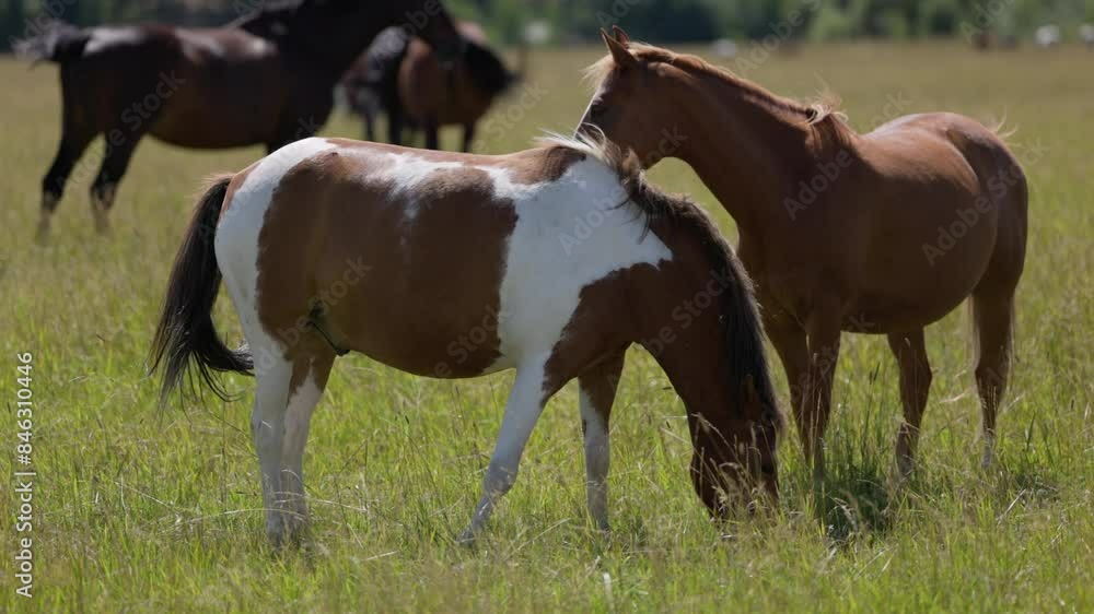 Brown and white horses on meadow in windy summer weather Brown and white horses on meadow in windy summer weather