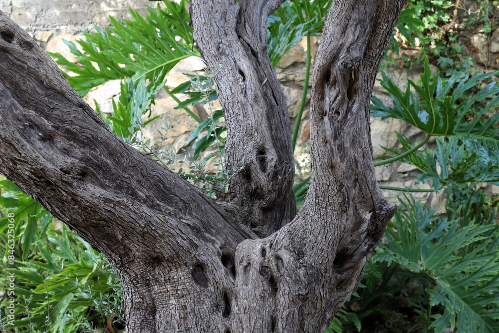 Part of a tall tree trunk close up. Part of a tall tree trunk close up.