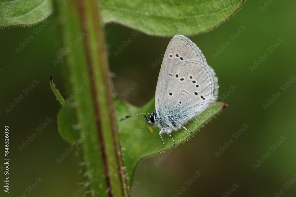 A rare Small Blue Butterfly, Cupido minimus, resting on a plant leaf. A rare Small Blue Butterfly, Cupido minimus, resting on a plant leaf.