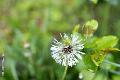 Dandelion in the grass. Taraxacum platycarpum. Green background photo