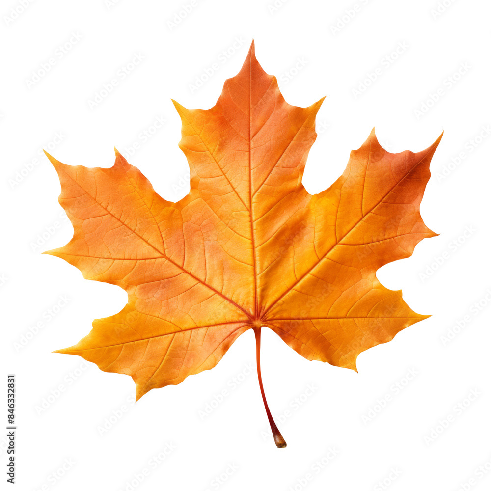 Autumn leave isolated on transparent or white background Autumn leave isolated on transparent or white background